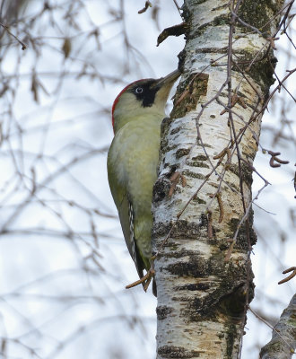 Green Woodpecker