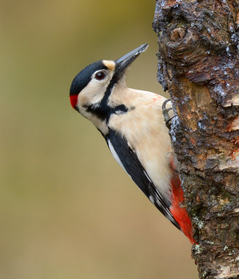 Great-spotted Woodpecker