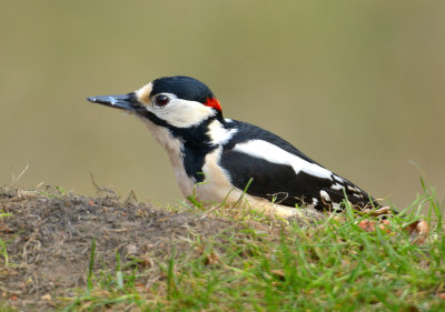 Great-spotted Woodpecker