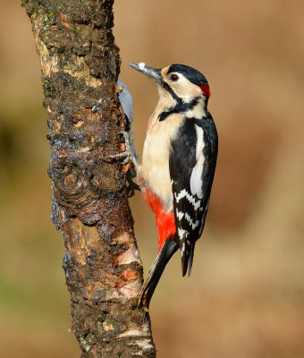 Great-spotted Woodpecker