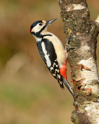 Great-spotted Woodpecker
