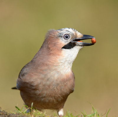 Jay