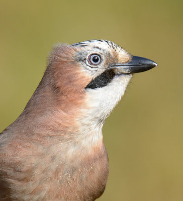 Jay