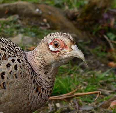 Pheasant