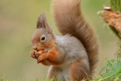 Red Squirrel