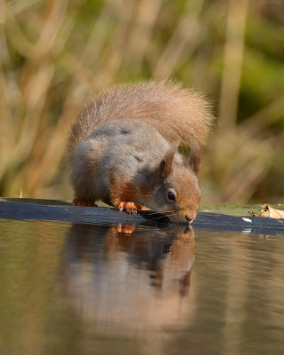 Red Squirrel