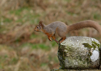 Red Squirrel