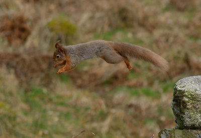 Red Squirrel