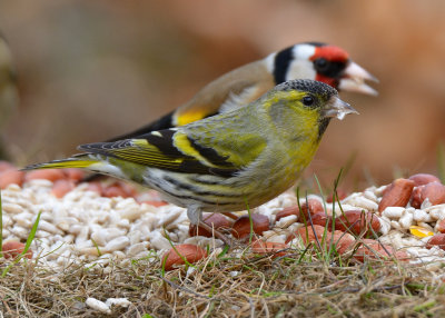 Siskin