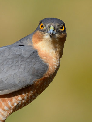 Sparrowhawk