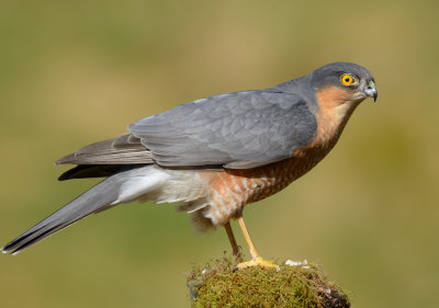 Sparrowhawk