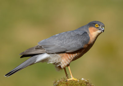 Sparrowhawk