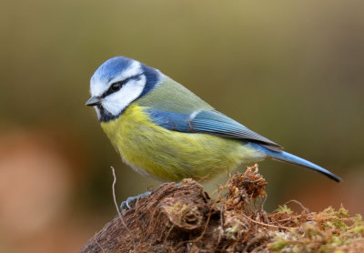 Blue Tit
