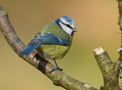 Blue Tit