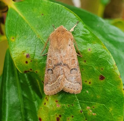 Common Quaker 