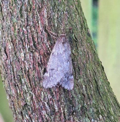 March Moth 