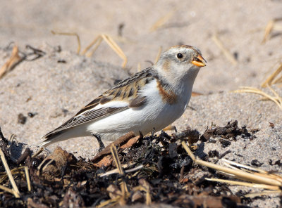 Snow Bunting