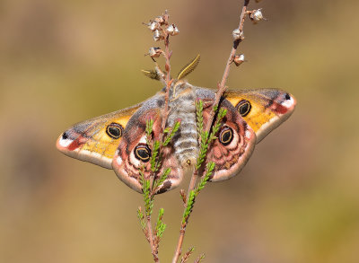 Emperor Moth