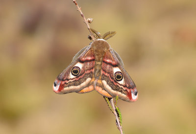 Emperor Moth