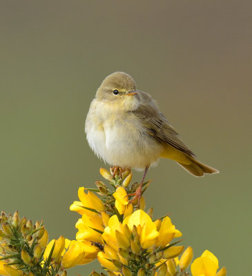 Willow Warbler