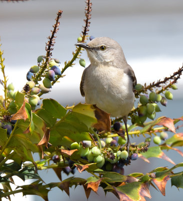 Northern Mockingbird