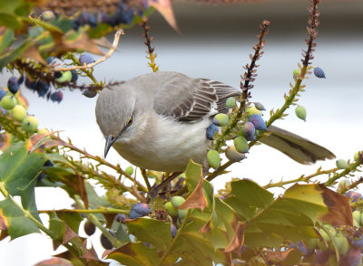 Northern Mockingbird