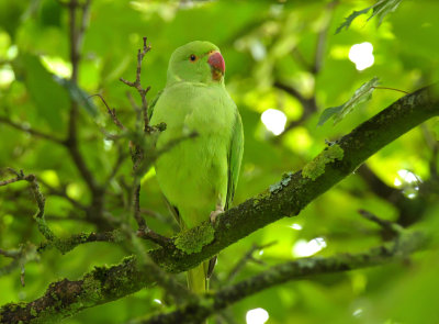 Ring-necked Parakeet 