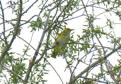 Golden Oriole