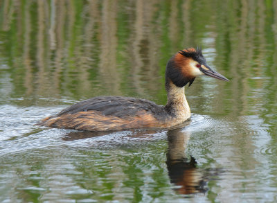 GREAT-CRESTED GREBE