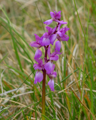 Early Purple Orchid