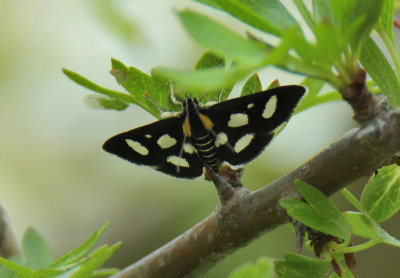 Anania Funebris