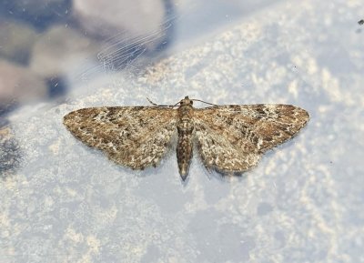 Common Pug 