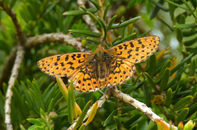 Pearl-bordered Fritilary