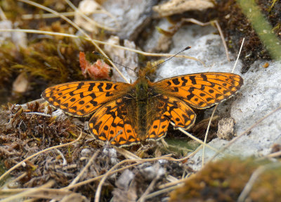 PEARL-BORDERED FRITILARY