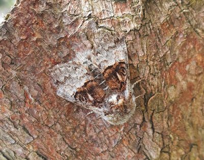 Nut-tree Tussock 