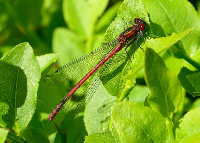 Large Red Damselfly