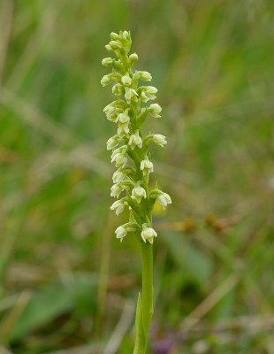 Small White Orchid