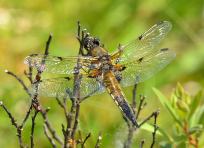 Four-spotted Chaser 