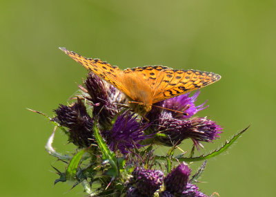 Dark-green Fritilary