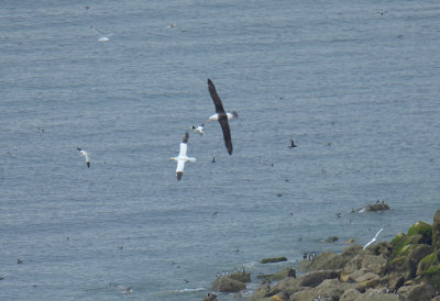 Black-browed Albatross 