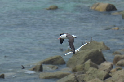Black-browed Albatross 