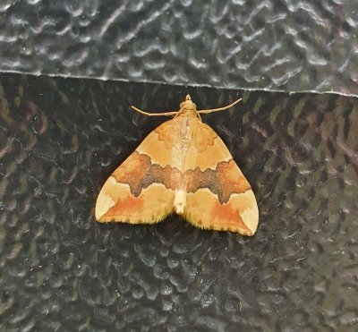 Barred Yellow 