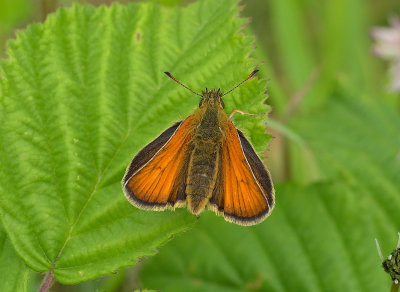 Small Skipper