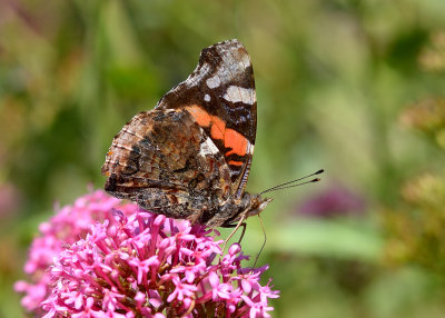 Red Admiral