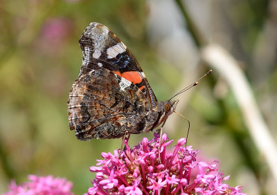 Red Admiral