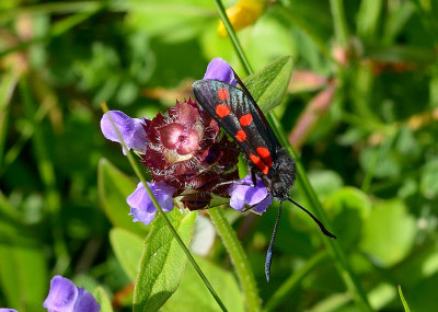 Six-spot Burnet