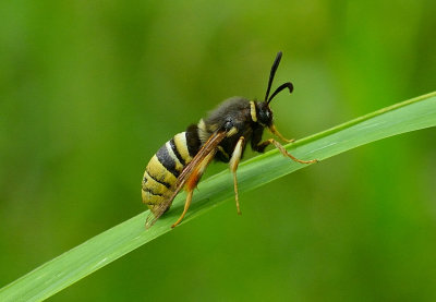 Lunar Hornet Moth