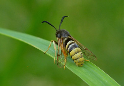 Lunar Hornet Moth