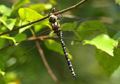 Southern Hawker