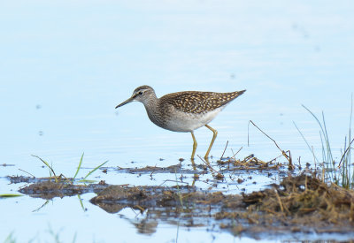 Wood Sandpiper